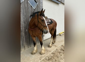 Tinker, Stute, 4 Jahre, 153 cm, Brauner