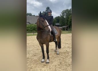 Tinker Mix, Stute, 4 Jahre, 170 cm, Dunkelbrauner