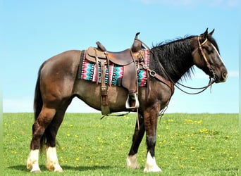 Tinker Mix, Stute, 4 Jahre, Grullo