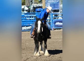 Tinker, Stute, 4 Jahre, Rappe