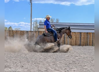 Tinker Mix, Stute, 4 Jahre, Roan-Bay