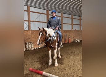 Tinker Mix, Stute, 4 Jahre, Schecke