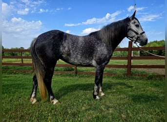 Tinker Mix, Stute, 4 Jahre, Schimmel