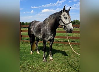 Tinker Mix, Stute, 4 Jahre, Schimmel