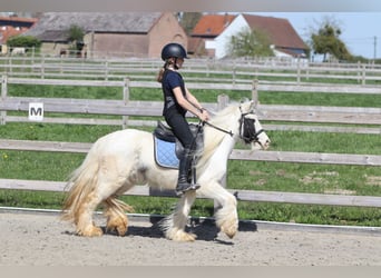 Tinker, Stute, 5 Jahre, 122 cm, Schecke