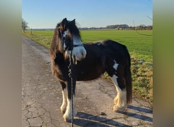 Tinker, Stute, 5 Jahre, 123 cm, Schecke