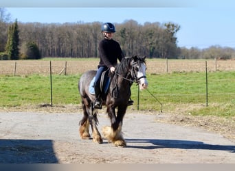 Tinker, Stute, 5 Jahre, 126 cm, Rappe