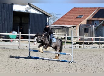 Tinker, Stute, 5 Jahre, 126 cm, Rappe