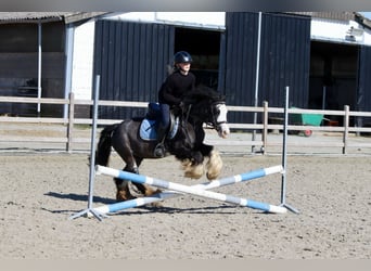 Tinker, Stute, 5 Jahre, 126 cm, Rappe