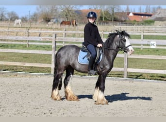 Tinker, Stute, 5 Jahre, 126 cm, Rappe