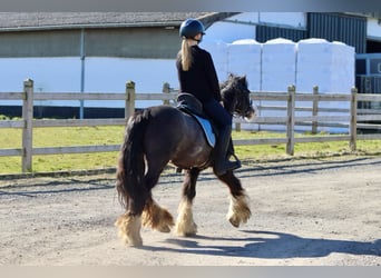 Tinker, Stute, 5 Jahre, 126 cm, Rappe