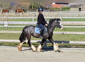 Tinker, Stute, 5 Jahre, 126 cm, Rappe
