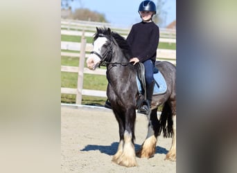 Tinker, Stute, 5 Jahre, 126 cm, Rappe