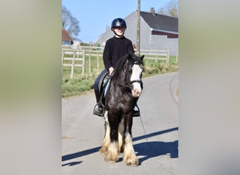 Tinker, Stute, 5 Jahre, 126 cm, Rappe