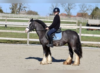 Tinker, Stute, 5 Jahre, 126 cm, Rappe