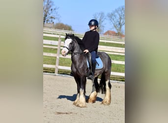 Tinker, Stute, 5 Jahre, 126 cm, Rappe