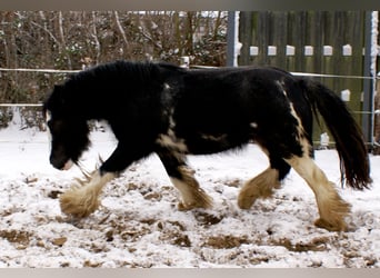 Tinker, Stute, 5 Jahre, 128 cm, Rappe