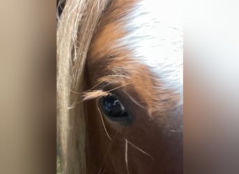 Tinker, Stute, 5 Jahre, 132 cm, Fuchs