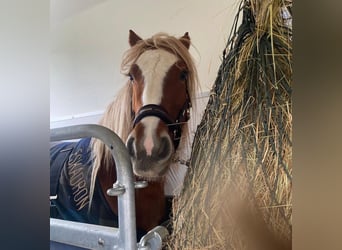 Tinker, Stute, 5 Jahre, 132 cm, Fuchs