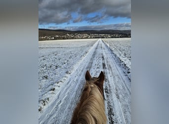 Tinker, Stute, 5 Jahre, 132 cm, Fuchs