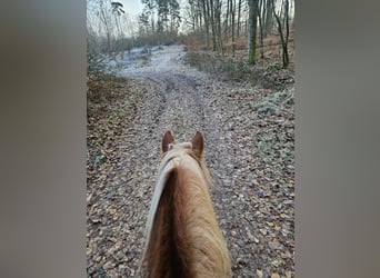 Tinker, Stute, 5 Jahre, 132 cm, Fuchs