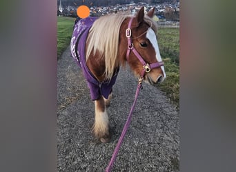 Tinker, Stute, 5 Jahre, 132 cm, Fuchs