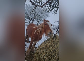 Tinker, Stute, 5 Jahre, 132 cm, Fuchs