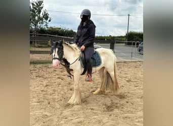 Tinker, Stute, 5 Jahre, 132 cm, Schecke