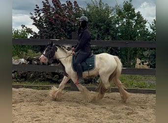 Tinker, Stute, 5 Jahre, 132 cm, Schecke