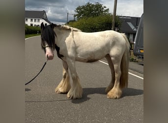 Tinker, Stute, 5 Jahre, 132 cm, Schecke