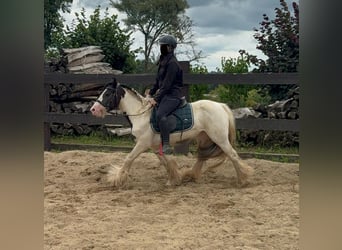 Tinker, Stute, 5 Jahre, 132 cm, Schecke