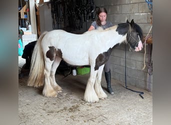 Tinker, Stute, 5 Jahre, 132 cm, Schecke