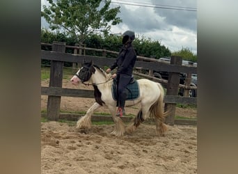 Tinker, Stute, 5 Jahre, 132 cm, Schecke