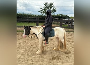 Tinker, Stute, 5 Jahre, 132 cm, Schecke