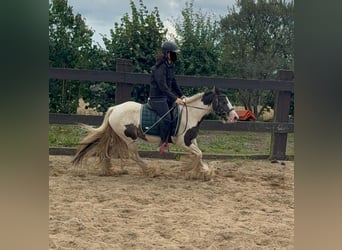 Tinker, Stute, 5 Jahre, 132 cm, Schecke