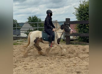 Tinker, Stute, 5 Jahre, 132 cm, Schecke