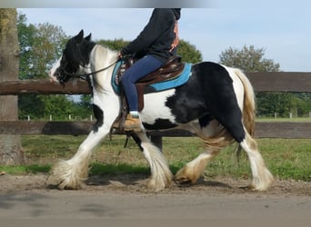 Tinker, Stute, 5 Jahre, 132 cm, Schecke