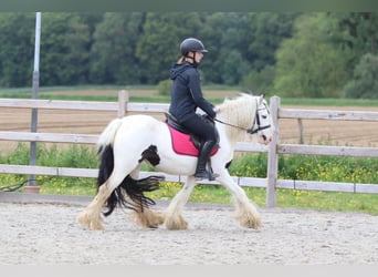 Tinker, Stute, 5 Jahre, 132 cm, Schecke