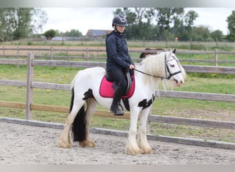 Tinker, Stute, 5 Jahre, 132 cm, Schecke