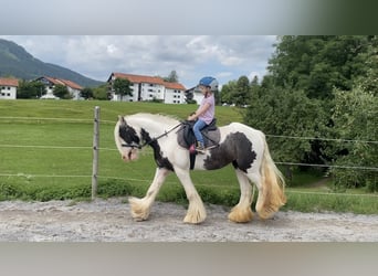 Tinker, Stute, 5 Jahre, 134 cm, Schecke