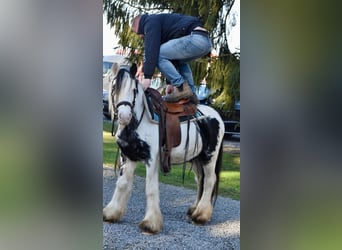 Tinker, Stute, 5 Jahre, 135 cm