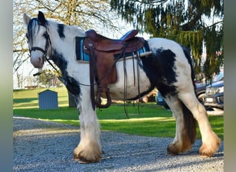 Tinker, Stute, 5 Jahre, 135 cm