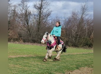 Tinker, Stute, 5 Jahre, 135 cm, Schecke