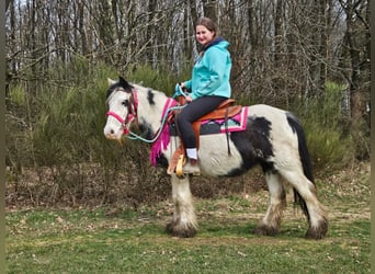 Tinker, Stute, 5 Jahre, 135 cm, Schecke