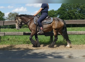 Tinker, Stute, 5 Jahre, 137 cm, Brauner