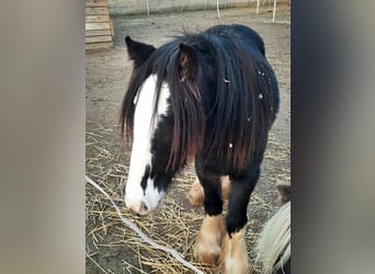 Tinker, Stute, 5 Jahre, 137 cm, Rappe