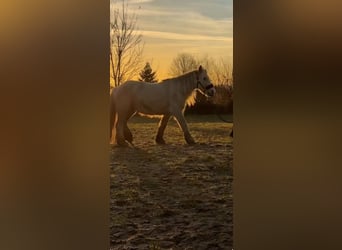 Tinker, Stute, 5 Jahre, 140 cm, Palomino