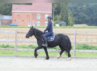 Tinker, Stute, 5 Jahre, 140 cm, Rappe