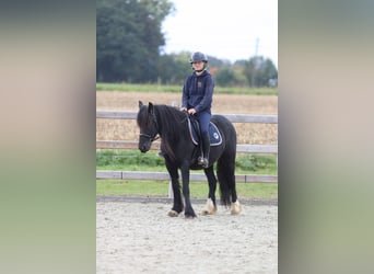 Tinker, Stute, 5 Jahre, 140 cm, Rappe