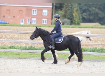 Tinker, Stute, 5 Jahre, 140 cm, Rappe